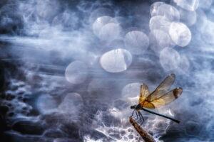 Macrophotographie primée lors d'un concours photo