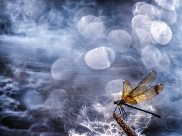 Macrophotographie primée lors d'un concours photo