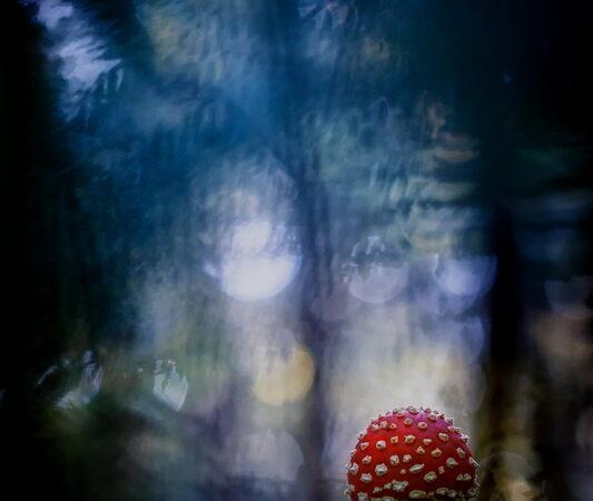 Lollipic finaliste au concours international Magical Nature