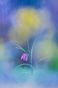 Beautiful pink and yellow spots Beautiful pink and yellow spots