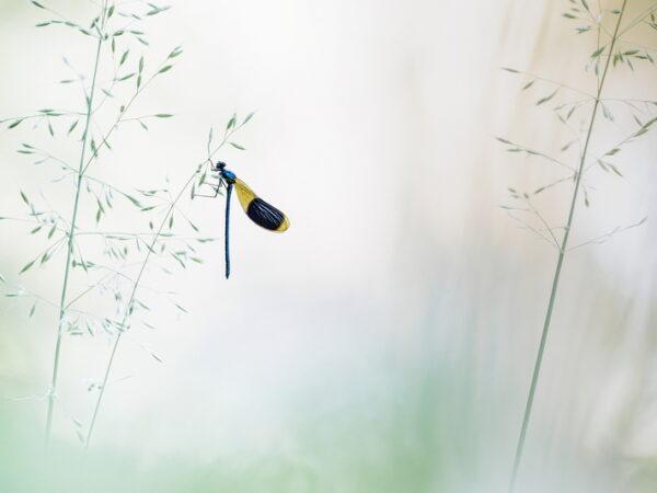 Lightness finaliste au concours international Emotion'Ailes 2023