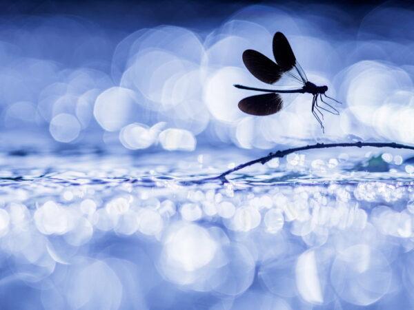 Wings on fly primée au concours photo international Narava 2024