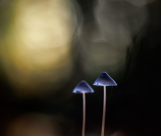 Duo in the light primé à la Coupe de France Nature IP 2025