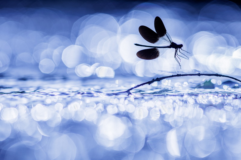 Wings on fly Wings on fly primée au French Digital Tour 2023